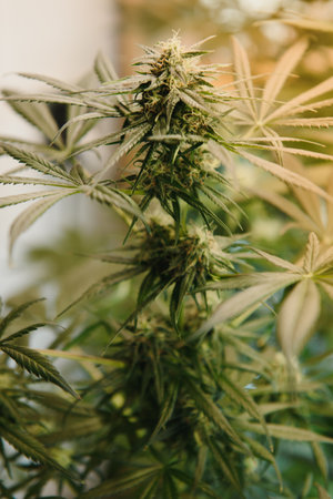 Marijuana leaves, cannabis, beautiful background indoor cultivationの写真素材