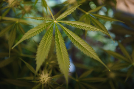 SoG hemp cultivation technique. Growing pot in groutent. Vegetative stage of marijuana growth. Medical marijuana. Background of cannabis leaves. A large amount of marijuana. Growing cannabis indoors.の写真素材