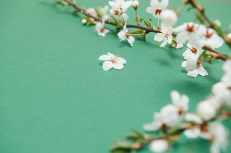 Spring background table. May flowers and April floral nature on green. For banner, branches of blossoming cherry against background. Dreamy romantic image, landscape panorama, copy space.の写真素材