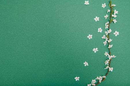 Spring background table. May flowers and April floral nature on green. For banner, branches of blossoming cherry against background. Dreamy romantic image, landscape panorama, copy space.の写真素材