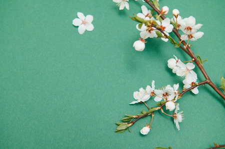 Spring background table. May flowers and April floral nature on green. For banner, branches of blossoming cherry against background. Dreamy romantic image, landscape panorama, copy space.の写真素材