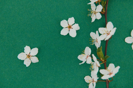 Spring background table. May flowers and April floral nature on green. For banner, branches of...