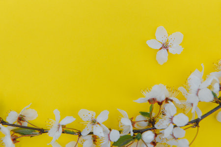 Spring cherry blossom, toned, springtime blossoming flower background, pastel and soft floral card.の写真素材