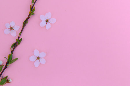 Apricot blossom spring background. Porizontal bannerの写真素材