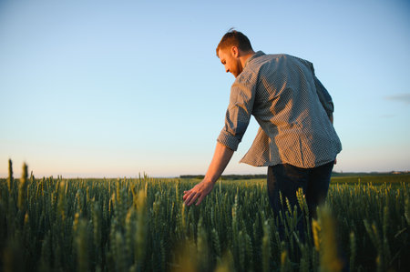 Man walking in wheat during sunset and touching harvest.