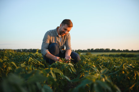 A farmer inspects a green soybean field. The concept of the harvest.の写真素材