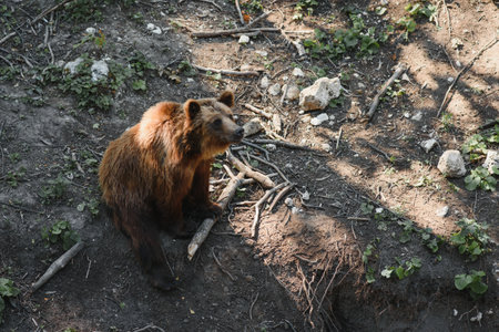 Brown bears in the forest. European bear moving in natureの写真素材