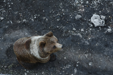 Brown bears in the forest. European bear moving in natureの写真素材