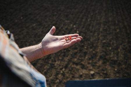 Farmer's hand holding corn seeds with blurred sweet corn seeds background that are ready to be...