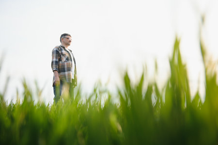 Senior farmer in wheat field and examining crop