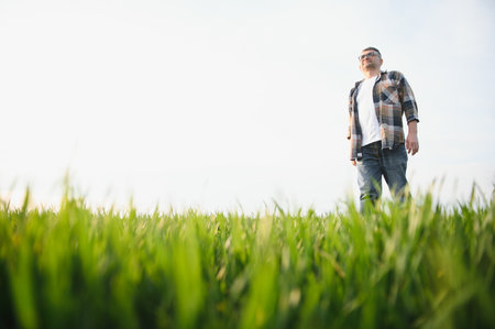 A young farmer inspects the quality of wheat sprouts in the field. The concept of agriculture