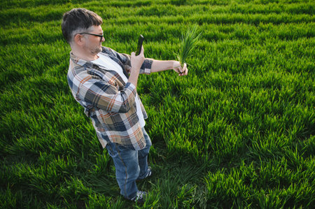 A young farmer inspects the quality of wheat sprouts in the field. The concept of agriculture