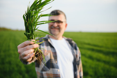 A young farmer inspects the quality of wheat sprouts in the field. The concept of agricultureの写真素材
