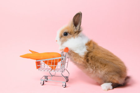 Brown cute baby rabbit standing and holding the shopping cart with baby carrots. Lovely action of young rabbit as shoppingの写真素材