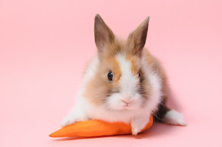 Portrait of adorable rabbit with carrot over pink background.の写真素材
