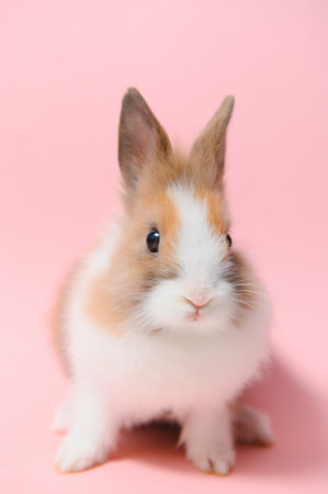 Little rabbit shot on pink background.の写真素材