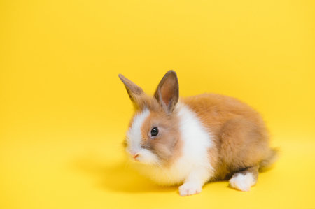 Cute bunny on yellow background. Easter symbol.