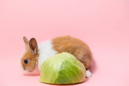 Little rabbit shot on pink background.の写真素材