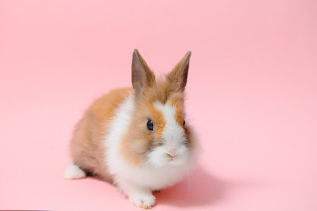 Lovely bunny easter rabbit on light pink background. beautiful lovely pets. banner sizeの写真素材