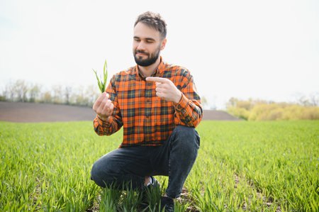 male agronomist on a green agricultural field of wheat.