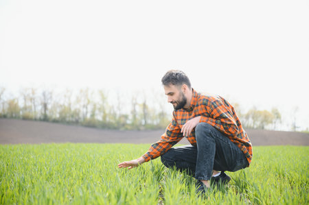 A young farmer inspects the quality of wheat sprouts in the field. The concept of agricultureの写真素材