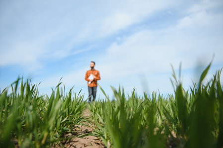 A young farmer inspects the quality of wheat sprouts in the field. The concept of agricultureの写真素材