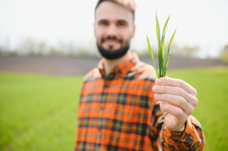 A young farmer inspects the quality of wheat sprouts in the field. The concept of agriculture.の写真素材