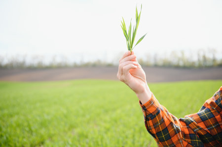 Portrait of farmer in wheat field. A handsome farmer or agronomist is working in the field.の写真素材