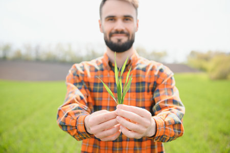 A young farmer inspects the quality of wheat sprouts in the field. The concept of agriculture