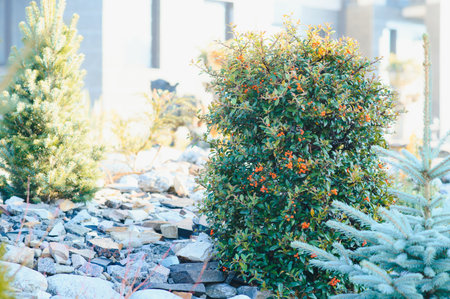 Backyard Garden Modern Design Landscaping. Landscaped Back Yard. Decorative Garden With Pathway Or Walkway From Stone And Rocks Or Gravel. Back Yard Or Park Lawn With Stony Natural landscapingの写真素材