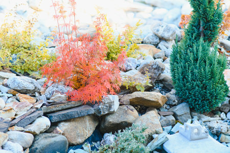 evergreen plantings in the garden center. landscaping.の写真素材