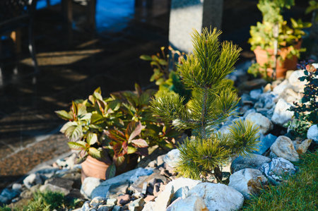 evergreen plantings in the garden center. landscaping.の写真素材