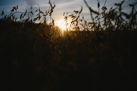 Soybean pods on the plantation at sunset. agricultural photographyの写真素材