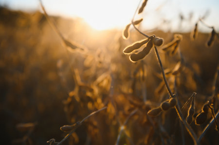 Ripe soybeans closeup, ready for harvest, shallow focus, agricultural background.の写真素材