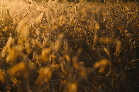 Ripe soybeans closeup, ready for harvest, shallow focus, agricultural background.