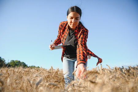 Woman farmer agronomist working in grain field and planning income of harvest. Female examining and checking quality control of produce wheat crop. agriculture management and agribusiness.の写真素材