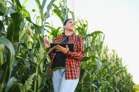 Smart woman farmer agronomist using digital tablet for examining and inspecting quality control of produce corn crop. Modern technologies in agriculture management and agribusinessの写真素材