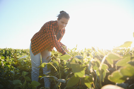Caucasian female farm worker inspecting soy at field summer evening time somewhere in Ukraine.の写真素材