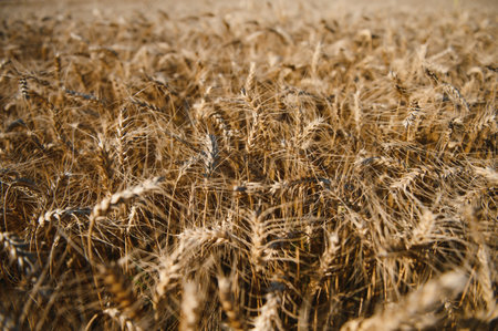 wheatfield. Ears of golden wheat. Beautiful Sunset Landscape. background of ripening ears. Ripe cereal crop. close up.の写真素材