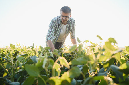 agronomist or farmer examining crop of soybeans fieldの写真素材