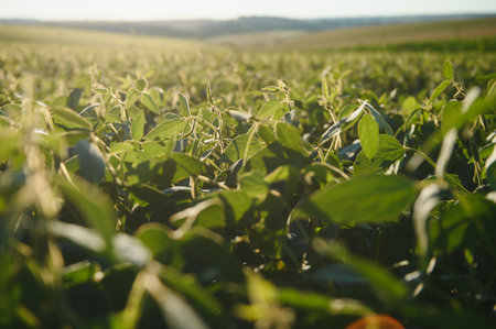 Dramatic landscape at sunset. Soybean lit by sunrays. Selective focus on detailの写真素材