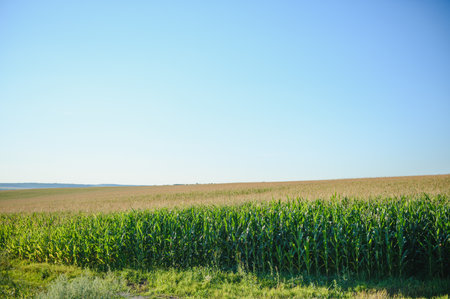 Green field of young corn under the sunlight.