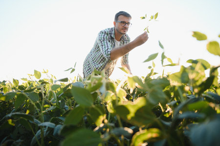 Young agronomist in the soy field and examining crops before harvesting. Agribusiness concept. agricultural engineer standing in a soy fieldの写真素材