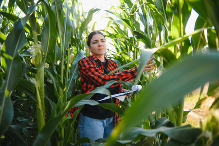Agronomist farmer woman in corn field. female farm worker analyzing crop developmentの写真素材