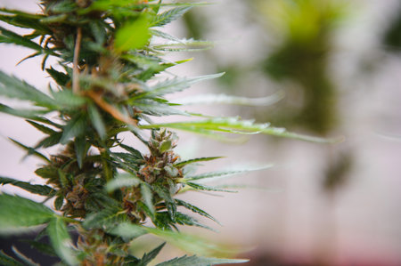 cannabis (marijuana) plant. growing marijuana at home for medical purposes.