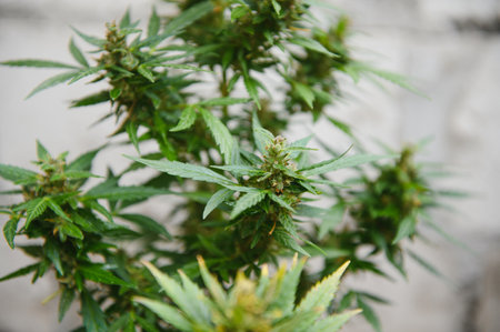 Background Canopy of Budding Indoor Marijuana Plantsの写真素材