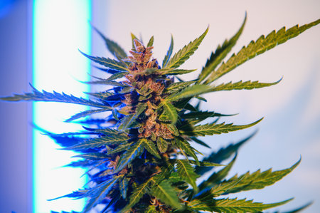 Background young shoots of marijuana in fantastic blue shades. Growing organic hemp on the farm....