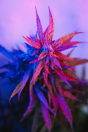 Cannabis Marijuana plant in Vaporwave deep purple neon style. Medical plant of Cannabis or Hemp with flowering buds and ultraviolet light. Blooming vegetative bush with crystal trichomes.の写真素材