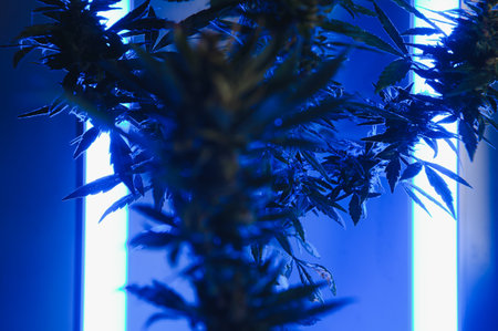 cannabis plant with big leaves and flowering bud. Medical marijuana plant. Aesthetic look on agricultural strain of marijuana hemp.の写真素材