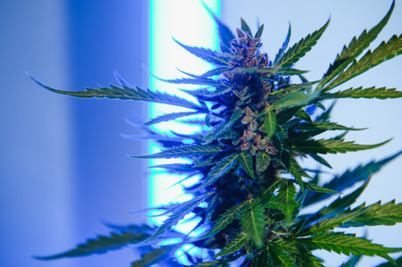 Background young shoots of marijuana in fantastic blue shades. Growing organic hemp on the farm. Wallpaper of marijuana. legal hemp cultivation.の写真素材